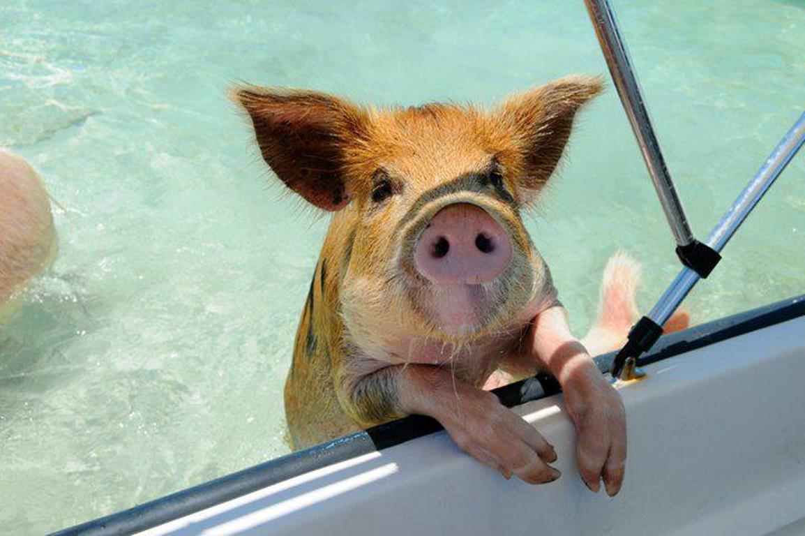 a pig in water with its head on a railing